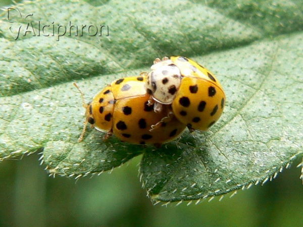 Psyllobora vigintiduopunctata