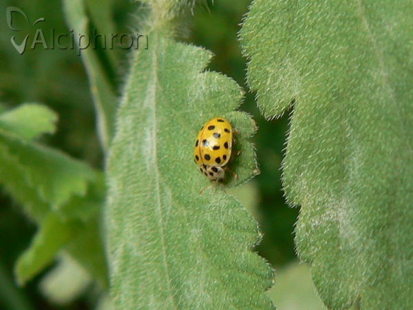 Psyllobora vigintiduopunctata