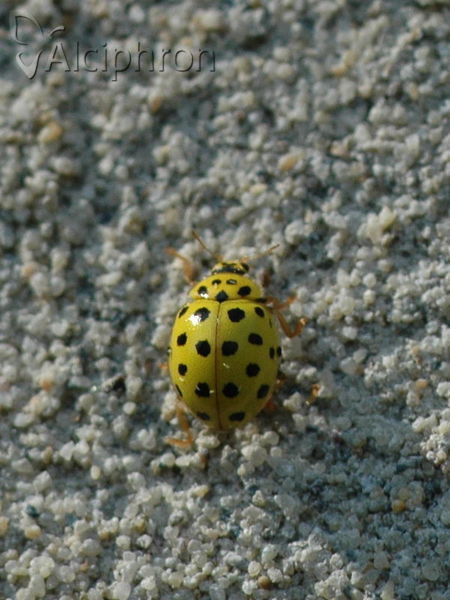 Psyllobora vigintiduopunctata