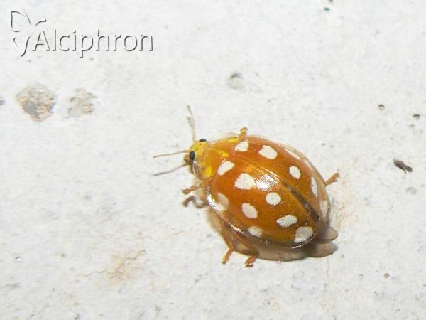 Halyzia sedecimguttata