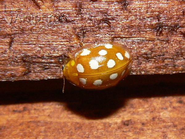 Halyzia sedecimguttata