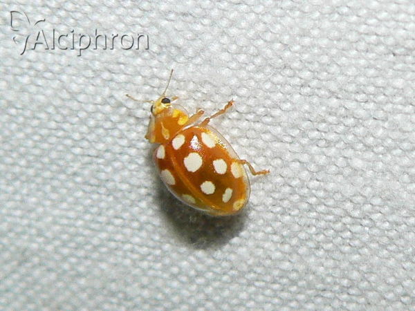 Halyzia sedecimguttata