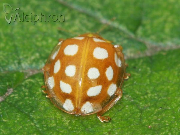 Halyzia sedecimguttata
