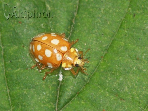 Halyzia sedecimguttata