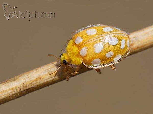 Halyzia sedecimguttata