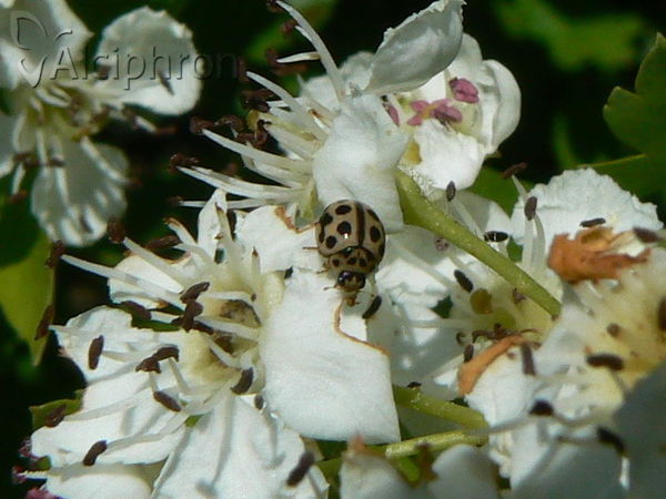 Tytthaspis sedecimpunctata