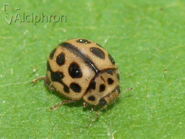Tytthaspis sedecimpunctata