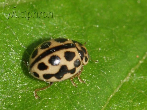 Tytthaspis sedecimpunctata