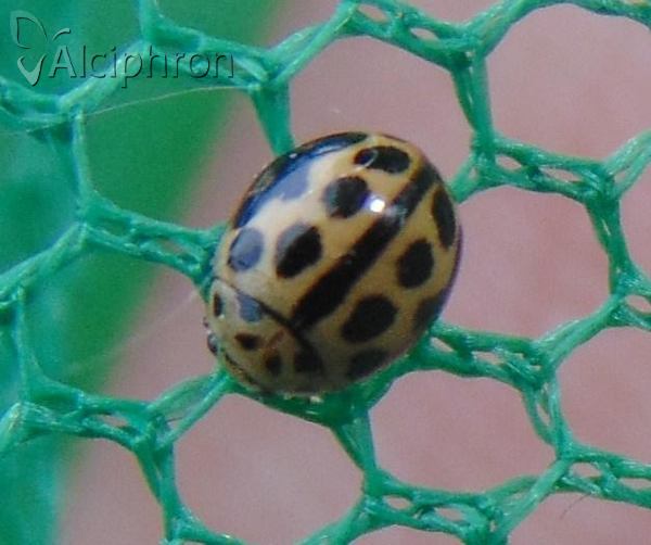 Tytthaspis sedecimpunctata