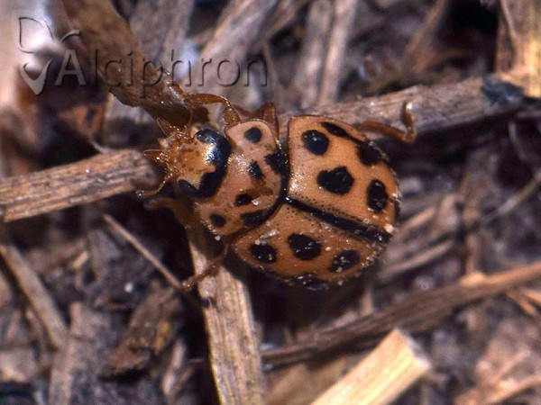 Tytthaspis sedecimpunctata