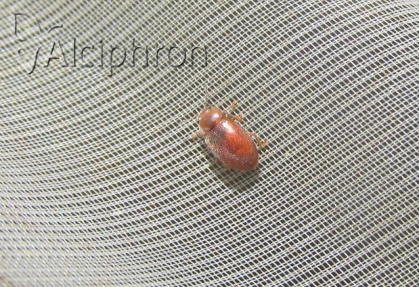 Coccidula rufa