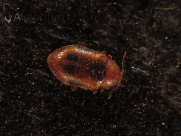 Coccidula scutellata