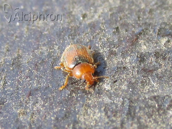 Coccidula scutellata