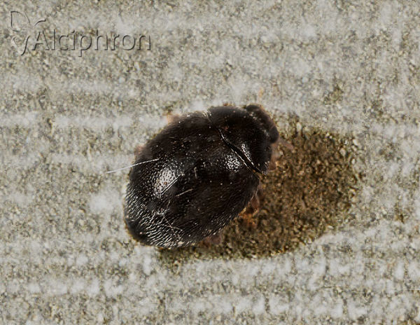 Stethorus pusillus