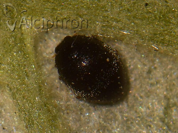 Stethorus pusillus