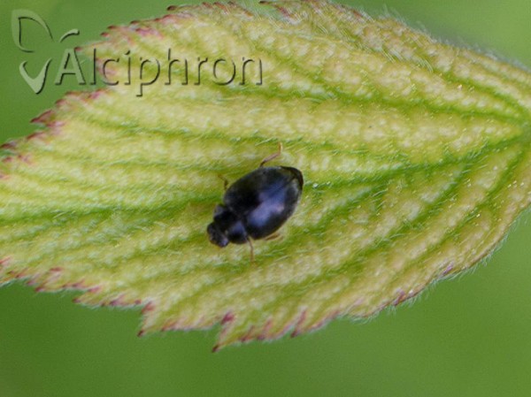 Stethorus pusillus
