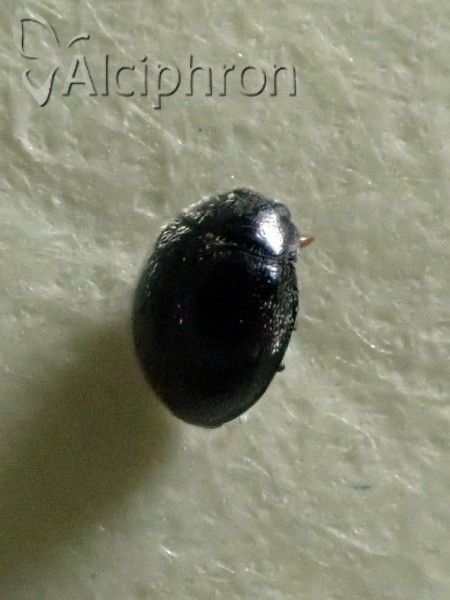 Stethorus pusillus