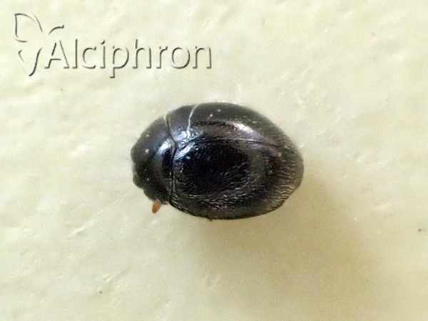 Stethorus pusillus
