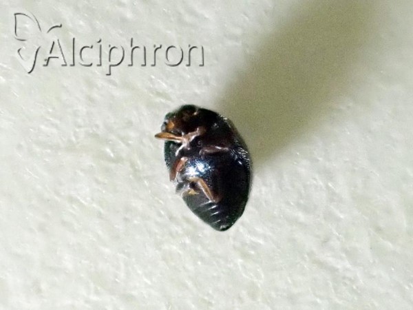 Stethorus pusillus