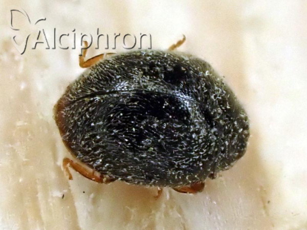 Stethorus pusillus