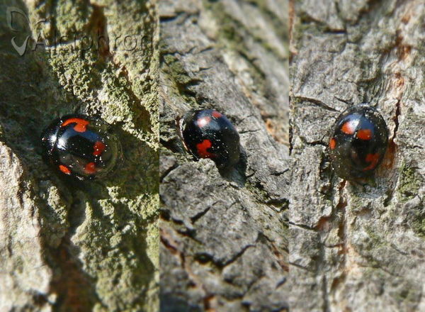 Exochomus quadripustulatus