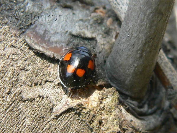 Exochomus quadripustulatus