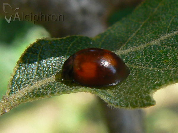 Exochomus quadripustulatus