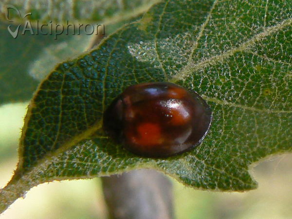 Exochomus quadripustulatus