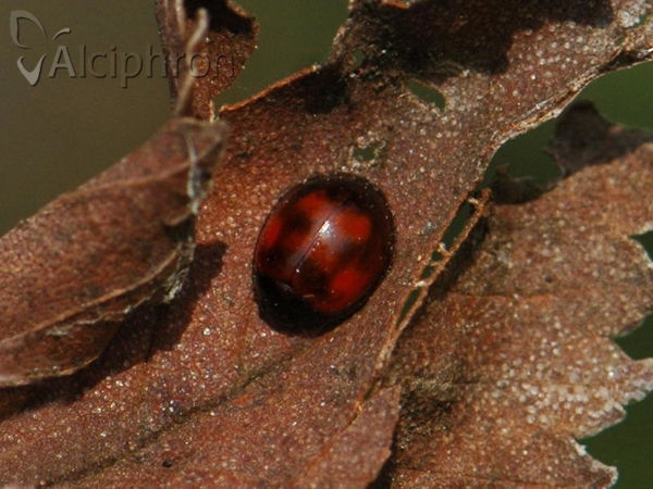 Exochomus quadripustulatus