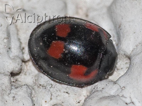 Exochomus quadripustulatus