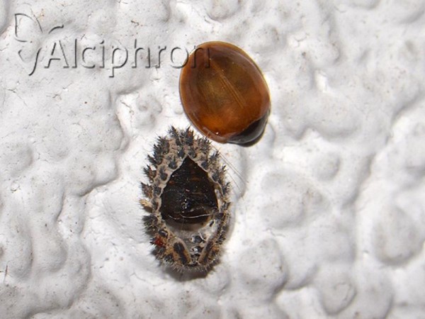 Exochomus quadripustulatus