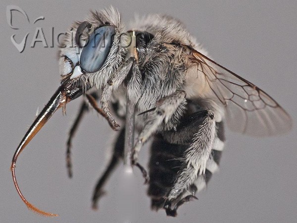 Amegilla albigena