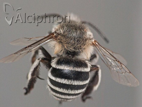 Amegilla albigena