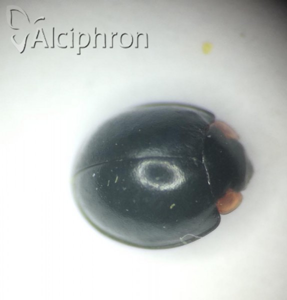 Parexochomus nigromaculatus