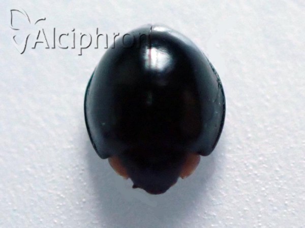 Parexochomus nigromaculatus