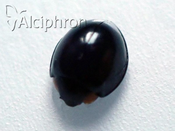 Parexochomus nigromaculatus