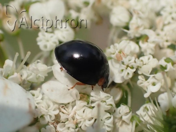Parexochomus nigromaculatus