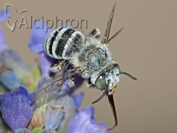 Amegilla salviae