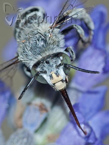 Amegilla salviae