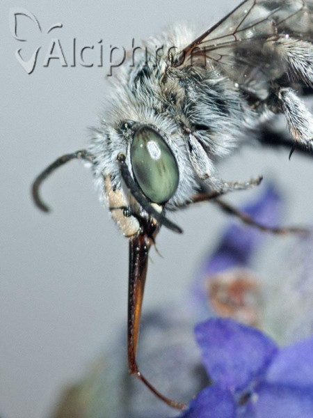 Amegilla salviae