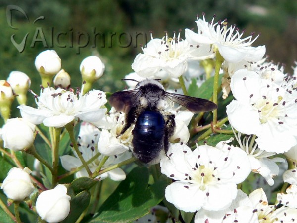 Andrena cineraria