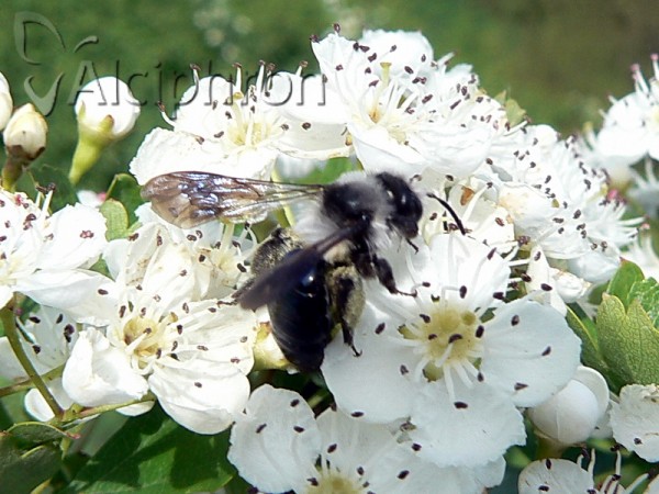 Andrena cineraria