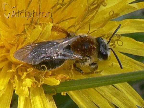 Andrena haemorrhoa