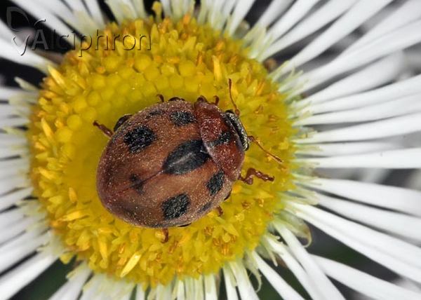 Cynegetis impunctata