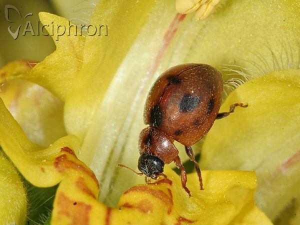 Cynegetis impunctata