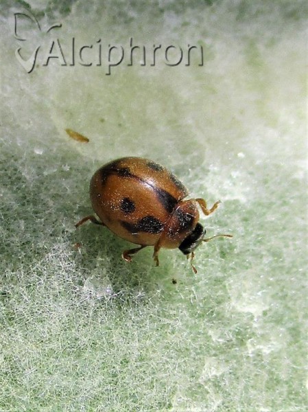 Cynegetis impunctata