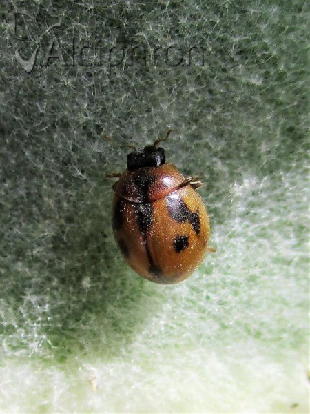 Cynegetis impunctata
