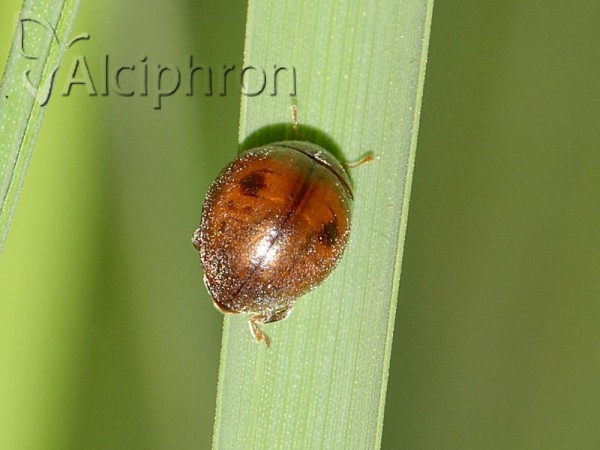 Cynegetis impunctata