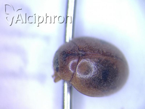 Cynegetis impunctata