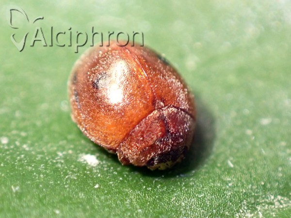 Cynegetis impunctata
